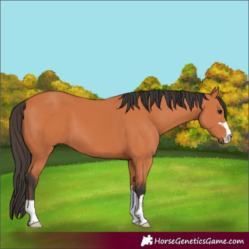 Horse Color:Bay 
