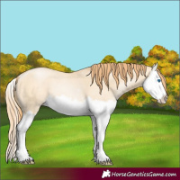 Horse Color:Buckskin Pearl Dun Splash 