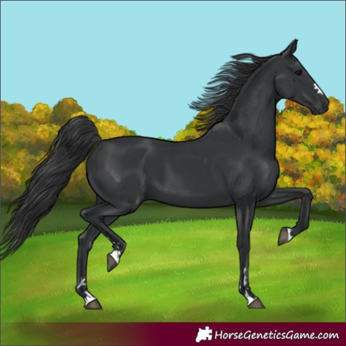 Horse Color:Black 