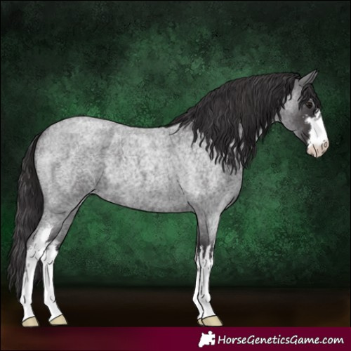 Horse Color:White Spotted Smoky Blue Roan 