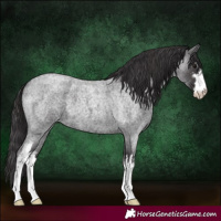 Horse Color:White Spotted Smoky Blue Roan 