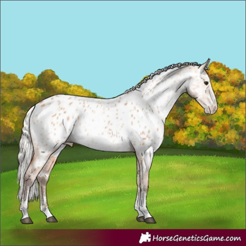 Horse Color:White Spotted Silver Bay Dun Sabino Appaloosa 