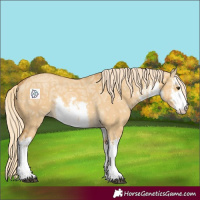 Horse Color:White Spotted Palomino Ice Dun 