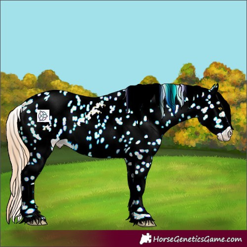 Horse Color:Gold Champagne Roan Sabino Appaloosa 