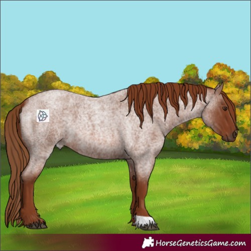 Horse Color:Red Roan 
