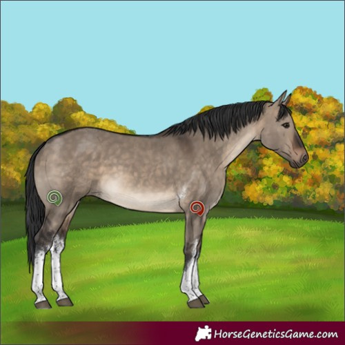 Horse Color:White Spotted Brown Dun Tobiano 