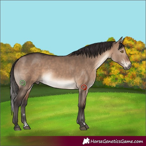 Horse Color:Brown Dun 