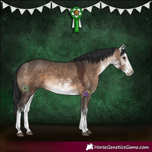 Horse Color:White Spotted Brown Dun 