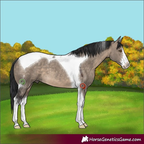 Horse Color:White Spotted Brown Dun Tobiano
