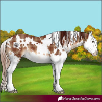Horse Color:Plaid White Spotted Chestnut Sabino Splash
