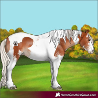 Horse Color:Silver Bay Sabino Tobiano 