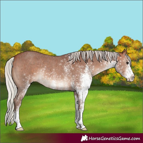 Horse Color:White Spotted Silver Bay Rabicano 