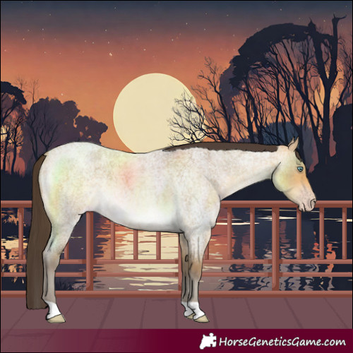 Horse Color:Sable Cream Champagne Roan 