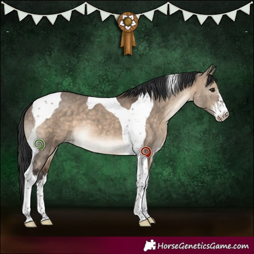 Horse Color:White Spotted Brown Dun Tobiano 