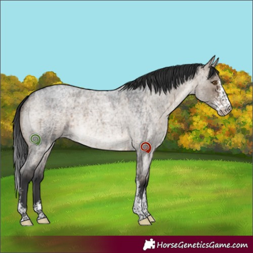 Horse Color:Brown Roan Dun Sabino Brindle 