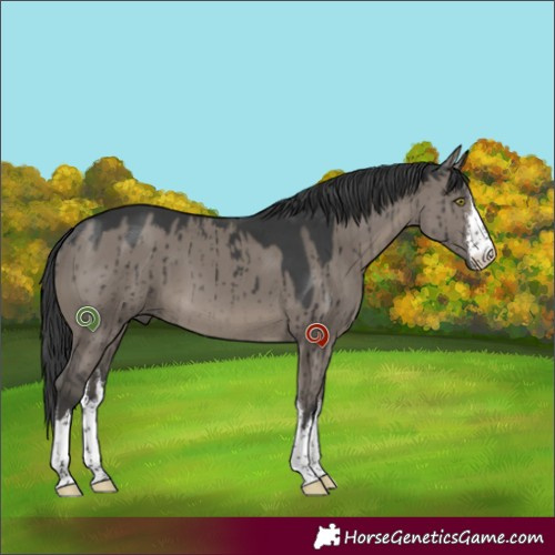 Horse Color:White Spotted Grullo Brindle 