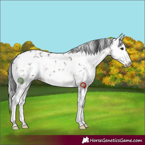 Horse Color:White Spotted Brown Dun Sabino 
