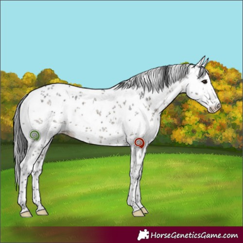 Horse Color:White Spotted Grullo Sabino Brindle