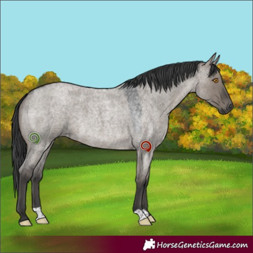 Horse Color:Grullo Roan 