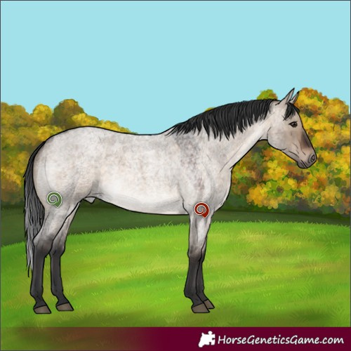 Horse Color:Brown Roan Dun 