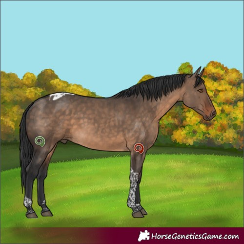 Horse Color:Brown Dun Tobiano 