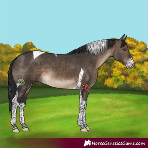 Horse Color:Brown Dun Sabino Tobiano Brindle 