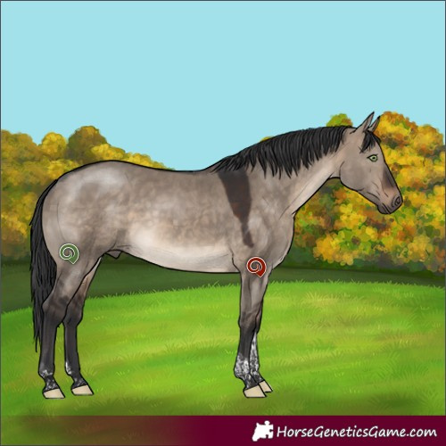 Horse Color:Brown Dun Tobiano 