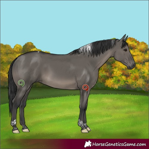 Horse Color:Grullo Tobiano