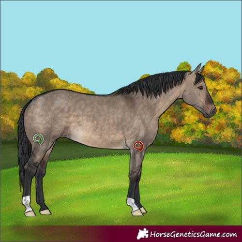Horse Color:Brown Dun