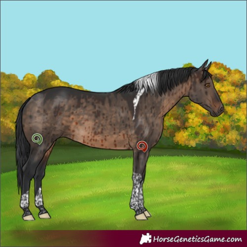 Horse Color:Brown Dun Tobiano Brindle 