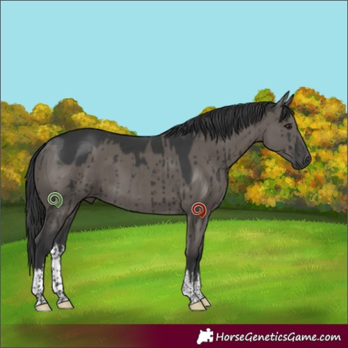 Horse Color:White Spotted Grullo Brindle
