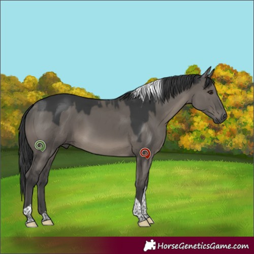 Horse Color:Grullo Tobiano