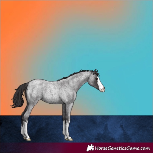 Horse Color:White Spotted Smoky Blue Roan 
