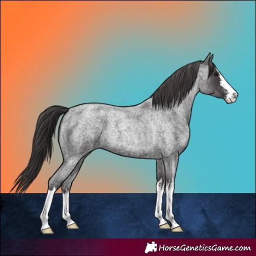 Horse Color:White Spotted Smoky Blue Roan 