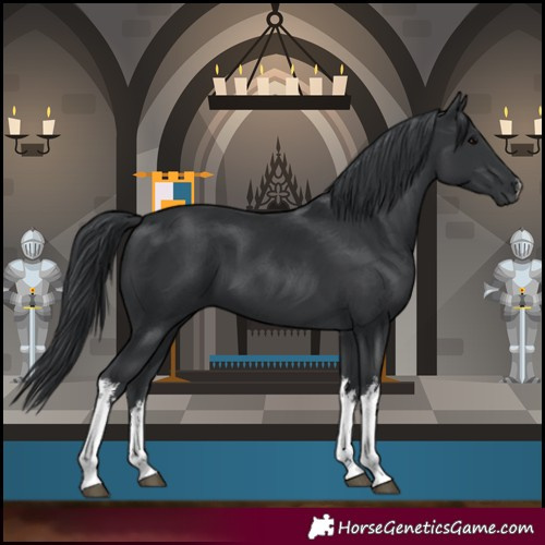 Horse Color:White Spotted Black 