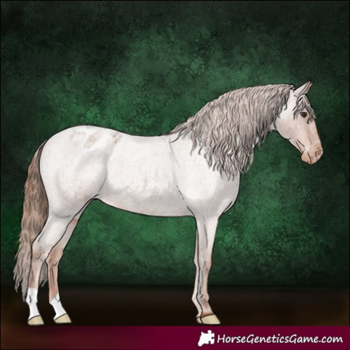 Horse Color:Red Roan Appaloosa 