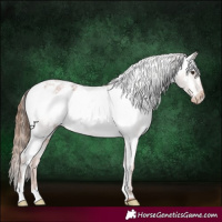 Horse Color:Red Roan Appaloosa