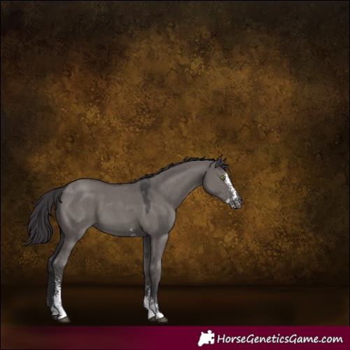 Horse Color:Smoky Grullo Sabino 