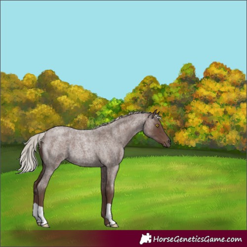 Horse Color:Silver Blue Roan 