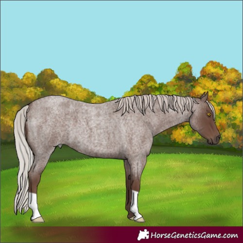 Horse Color:Silver Blue Roan 