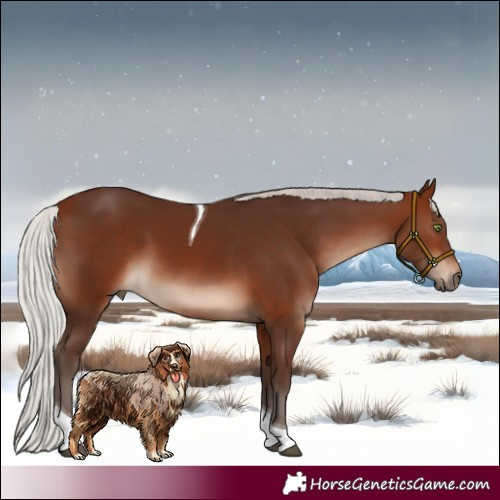 Horse Color:Silver Brown Tobiano 
