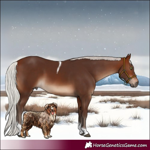 Horse Color:Silver Brown Tobiano 