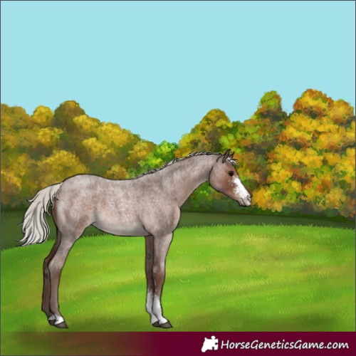 Horse Color:Silver Blue Roan Sabino 