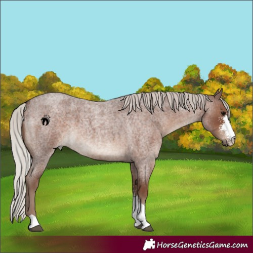 Horse Color:Silver Blue Roan Sabino 