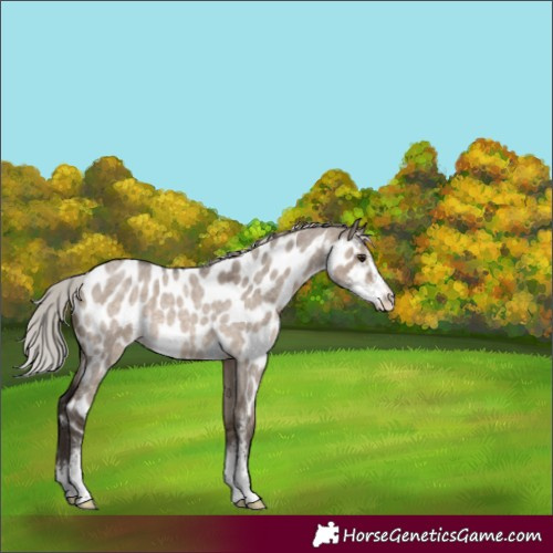 Horse Color:Silver Brown Roan Dun Sabino Appaloosa 