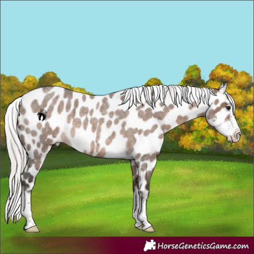 Horse Color:Silver Brown Roan Dun Sabino Appaloosa 