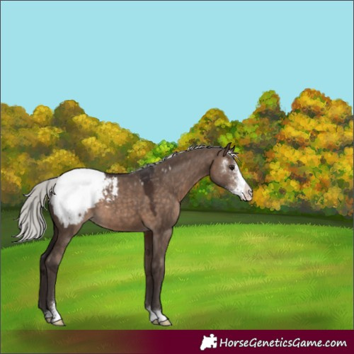 Horse Color:Silver Brown Dun Sabino Appaloosa 