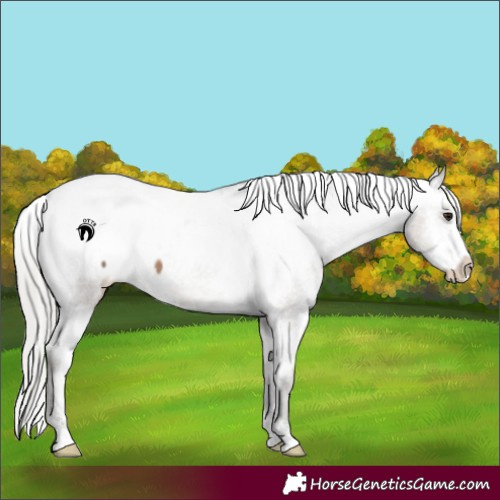 Horse Color:Silver Brown Dun Sabino Appaloosa 
