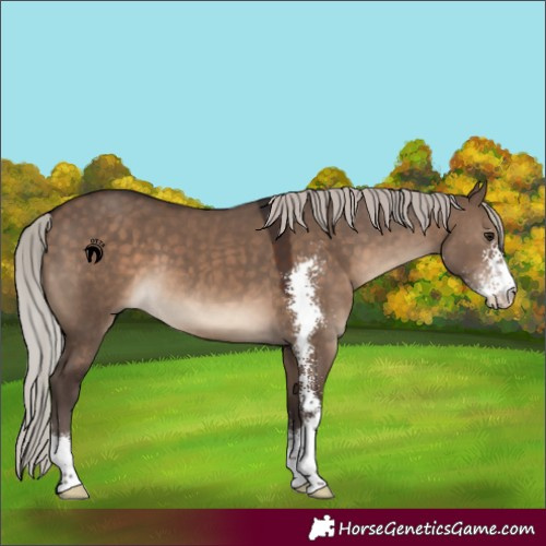 Horse Color:Silver Brown Dun Sabino 