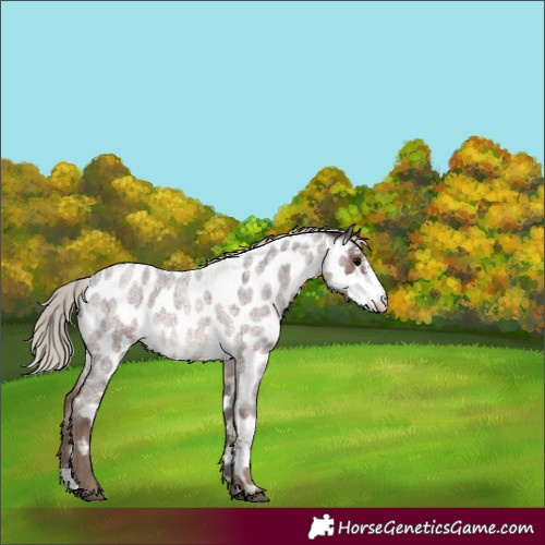 Horse Color:Silver Blue Roan Sabino Appaloosa 